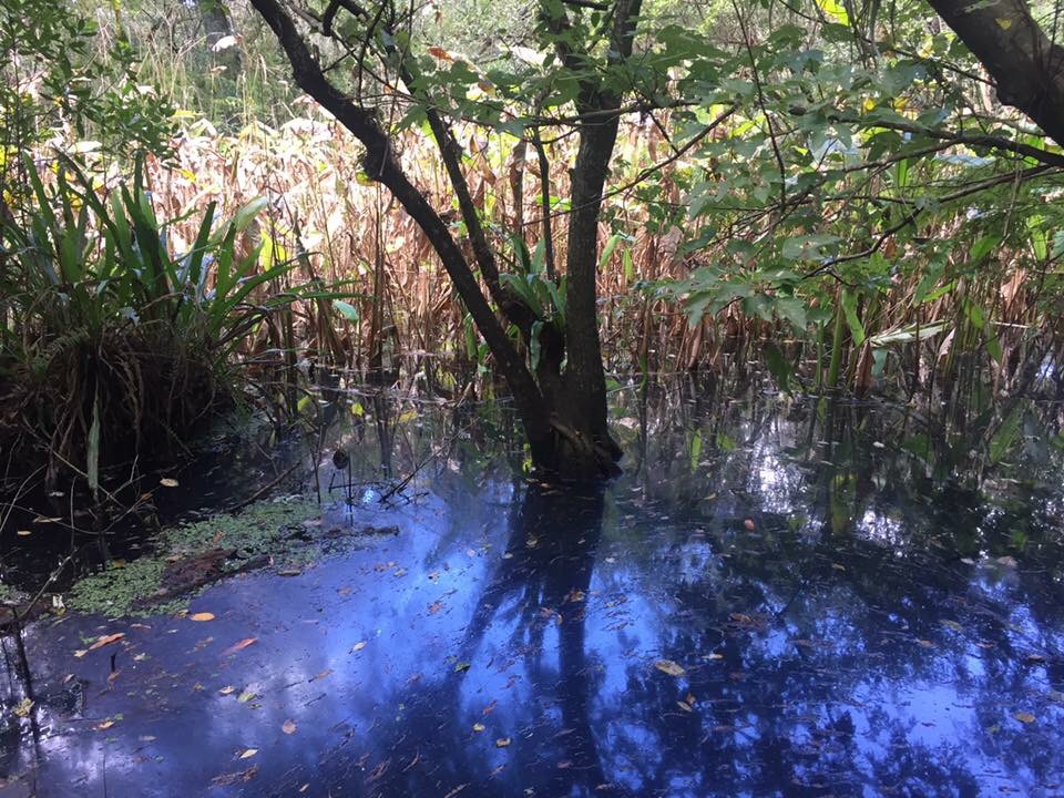 Audubon Corkscrew swamp sanctuary, Naples (My Florida Adventures)